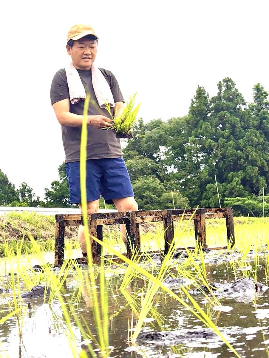 tanaka_shizuoka's tweet photo. 【命を植える】
日曜日、田植えの参加者を募集したところ、20人以上の皆さんが集まってくださり、楽しい田植え会を開くことができました。

今回の田んぼは、富士山白糸ファームさんの「田植えオーナー制度」を利用しています。
オーナーになると、オリエンテーションから始まり、食や健康に関するワークショップ、種まき会、田植え枠づくりなど、さまざまな活動を経て、今回の田植えを迎えます。
農家の後継者不足、お米をめぐる不安、自給率の低下など、農業を取り巻く課題は山積しています。
だからこそ、実際に田んぼに入り、お米づくりを体験することには大きな意味があると感じています。
一粒のお米ができるまでに、どれだけの手間と時間がかかるのか。食卓に並ぶご飯の向こう側に、どんな農家の努力があるのか。
子どもから大人まで、みんなで体験しながら、食と農の大切さを考えるきっかけになれば嬉しいです。

次は、草取り会、そしてホタル鑑賞会です。引き続き、どうぞよろしくお願いします。

#富士宮市
#富士山白糸ファーム
#農家