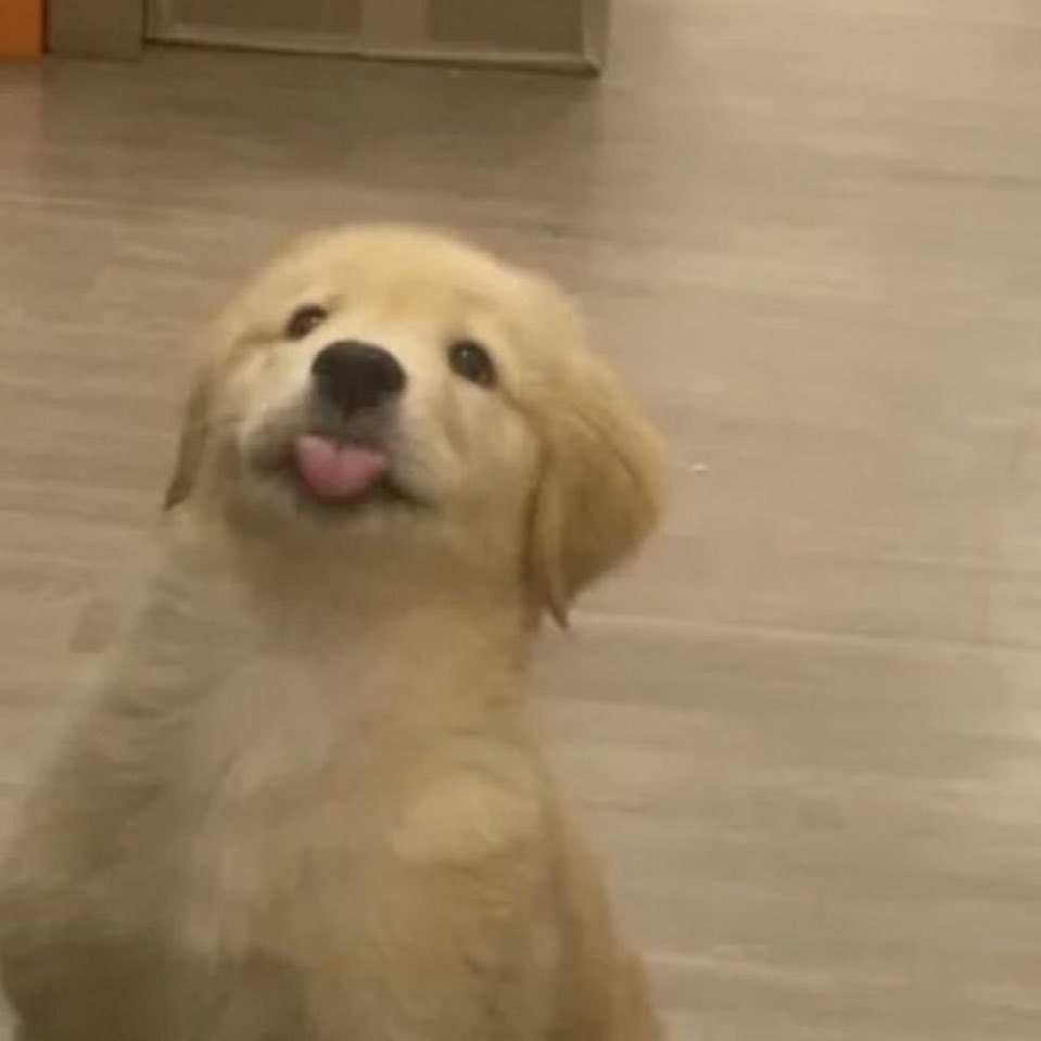 몽맹이 tweet media