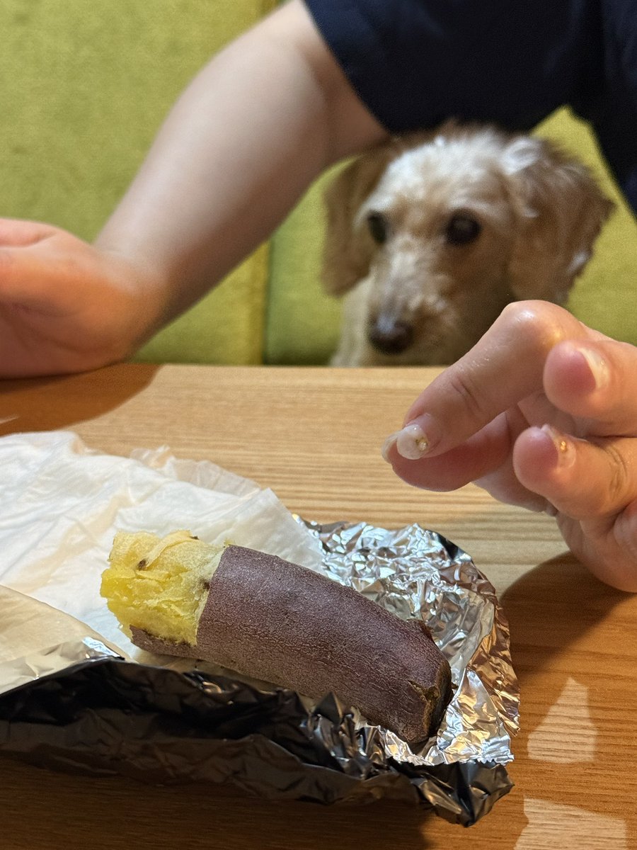 KulasanM's tweet photo. これは
「なんとか"あの美味しいもの"をいただくわけにはまいりませんかねぇ…？」
とばかりに、イモと飼い主を交互に見てるイッヌ。 https://t.co/dKVdhPR0MR