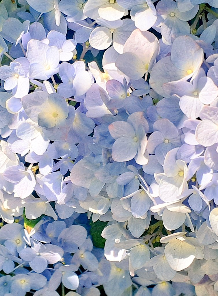 はるの花 (@tantantoharu) / Posts / X