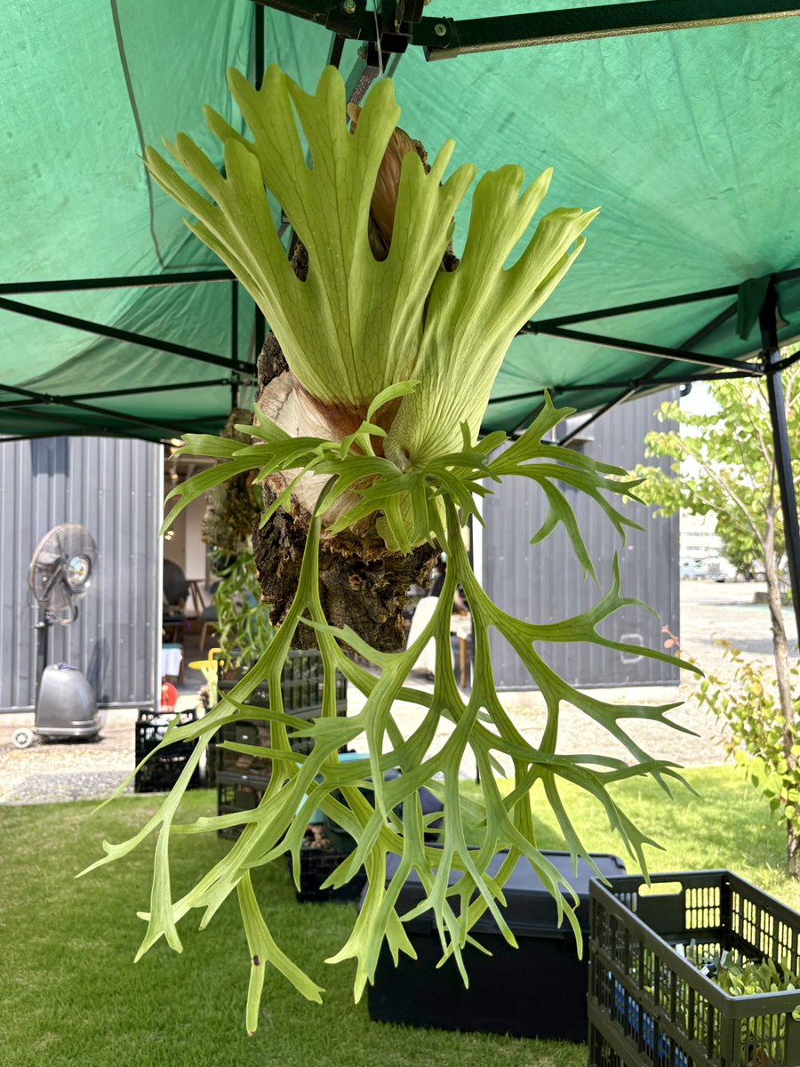 necomoss's tweet photo. P. coronarium thin compact
Roots green market　本日から始まりました！
日曜日まで開催しています。
近隣の方々是非お越しください🌿

Roots green market 2026
6/19fri 11:00〜17:00
6/20sat  11:00〜17:00
6/21sun 11:00〜16:00
入場無料)
比奈家具・比奈カフェ　
静岡県富士市比奈628-9 https://t.co/wSuedjjPSI