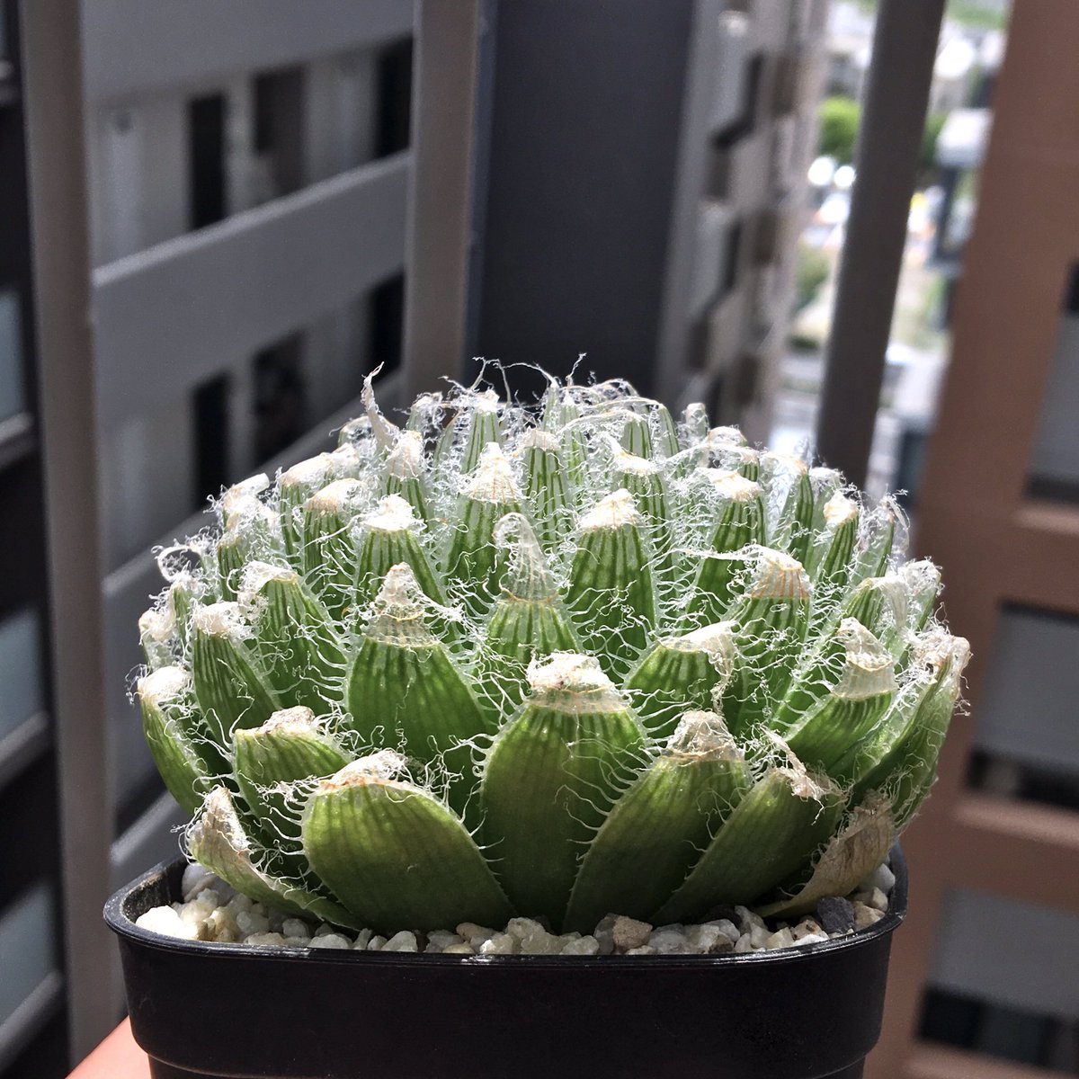 キネ@CrystalPlants (@crystalplants23) / Posts / X