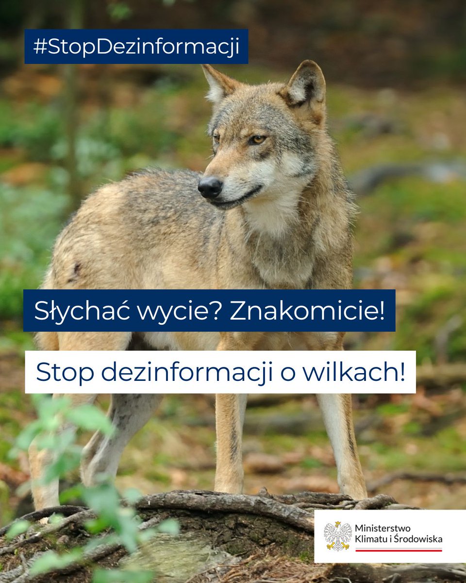 MKiS_GOV_PL's tweet photo. Stop dezinformacji o wilkach!

Wilki pomagają chronić bioróżnorodność i utrzymywać równowagę w przyrodzie. Mimo to wokół nich wciąż pojawia się wiele mitów i dezinformacji. Dlatego wyjaśniamy:

➡️ Wilki unikają ludzi, a incydenty są bardzo rzadkie.
➡️ Sensacyjne nagrania często wywołują większy strach niż pokazują fakty.
➡️ Więcej obserwacji wilków to często efekt zabudowy przy lasach i popularności mediów społecznościowych.

Czytaj więcej: https://t.co/eWjiUkcKsj