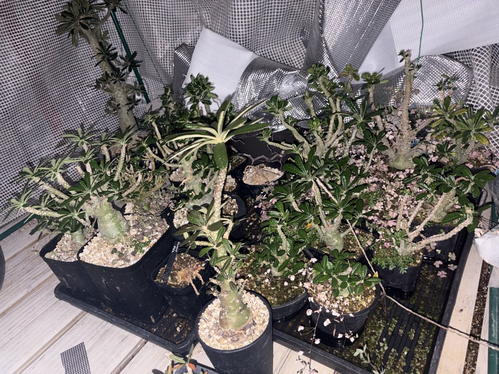 saku0565's tweet photo. 家の建て替えがあり、借家に引っ越すのですが持って行ける植物に限りがあります。
ドルステニアギガス 購入していただける方または紹介などありましたらよろしくお願い致します。
実生ギガスが主になります。
残り30株程になります。

コメントではなくDMにてご連絡ください。
#植物
#草フリマ https://t.co/4P2Iv4KK1F