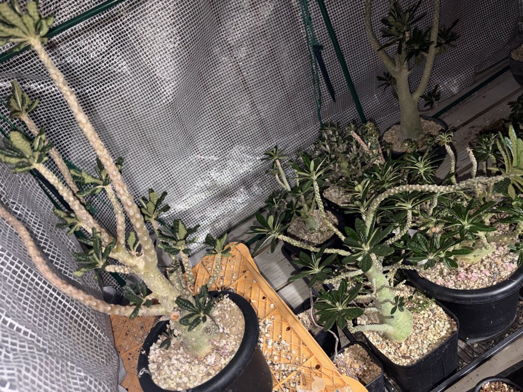 saku0565's tweet photo. 家の建て替えがあり、借家に引っ越すのですが持って行ける植物に限りがあります。
ドルステニアギガス 購入していただける方または紹介などありましたらよろしくお願い致します。
実生ギガスが主になります。
残り30株程になります。

コメントではなくDMにてご連絡ください。
#植物
#草フリマ https://t.co/4P2Iv4KK1F