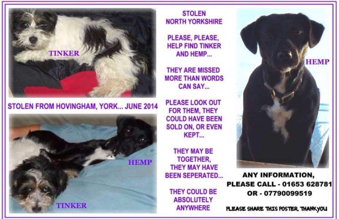 MissingPetsGB's tweet photo. Now 12 years ago 💔

HEMP &amp; TINKER were #stolen from their home in #NorthYorkshire #YO62 THERE IS A REWARD FOR THEIR SAFE RETURN or INFO ON THEIR WELLBEING

Where are they now? Why have they never been scanned? Are they still together? Are they alive? https://t.co/1bYo7Usxcr