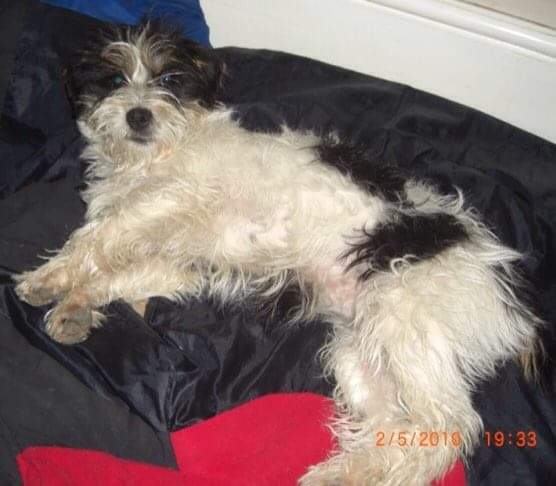 MissingPetsGB's tweet photo. Now 12 years ago 💔

HEMP &amp; TINKER were #stolen from their home in #NorthYorkshire #YO62 THERE IS A REWARD FOR THEIR SAFE RETURN or INFO ON THEIR WELLBEING

Where are they now? Why have they never been scanned? Are they still together? Are they alive? https://t.co/1bYo7Usxcr