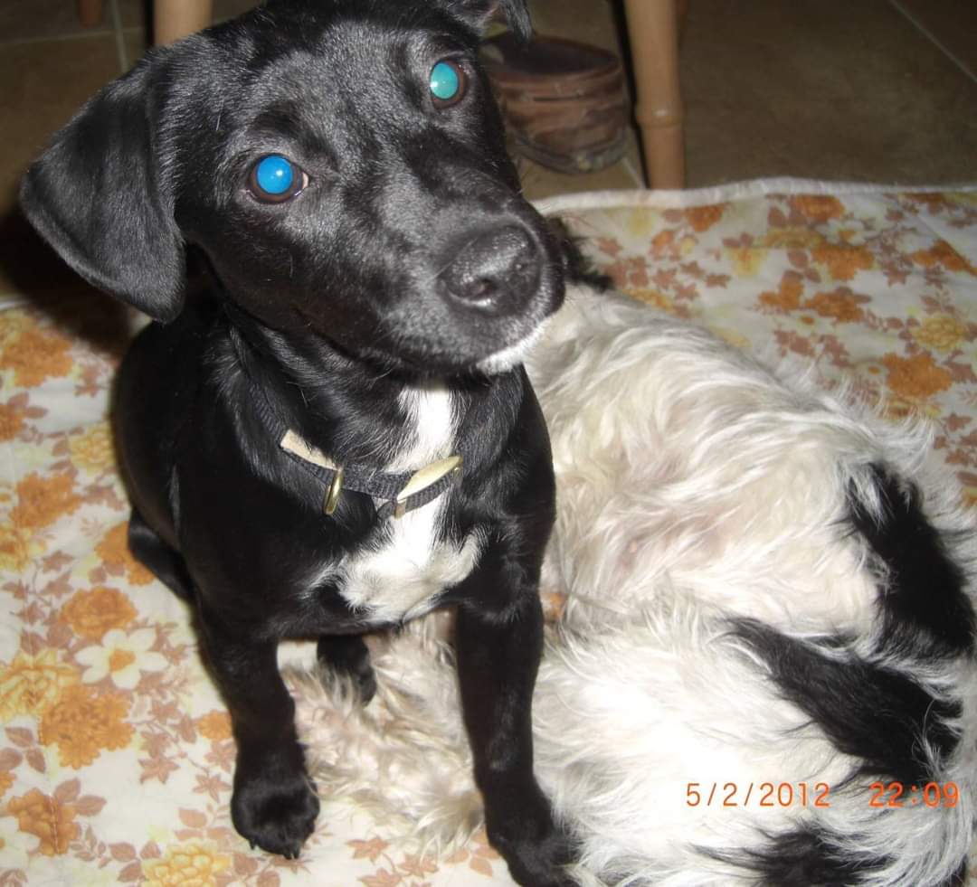 MissingPetsGB's tweet photo. Now 12 years ago 💔

HEMP &amp; TINKER were #stolen from their home in #NorthYorkshire #YO62 THERE IS A REWARD FOR THEIR SAFE RETURN or INFO ON THEIR WELLBEING

Where are they now? Why have they never been scanned? Are they still together? Are they alive? https://t.co/1bYo7Usxcr
