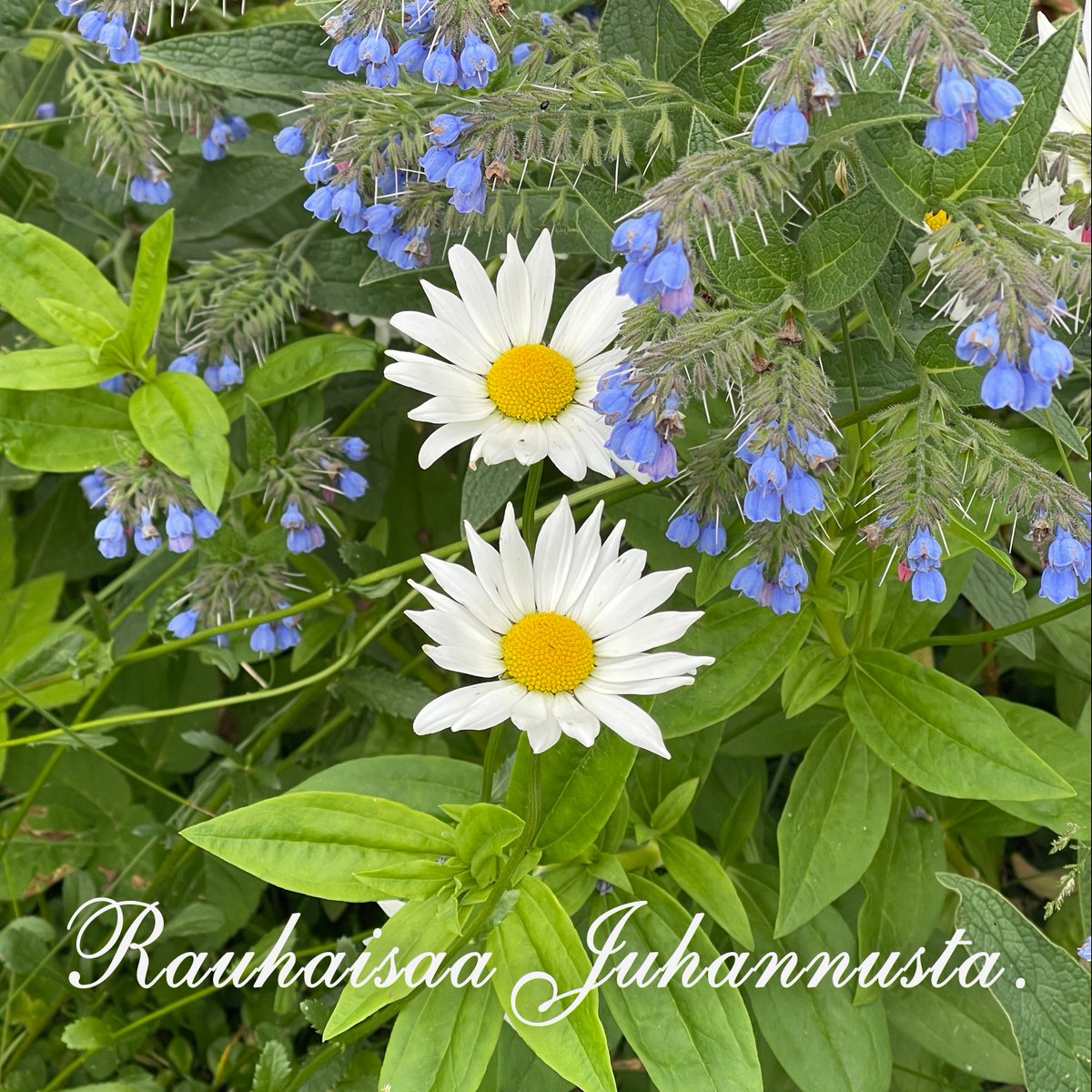 vestovuo's tweet photo. Rauhallista Juhannusta!
Have a peaceful Midsummer!

#juhannus #midsummer https://t.co/UJ9Xk6sWq9
