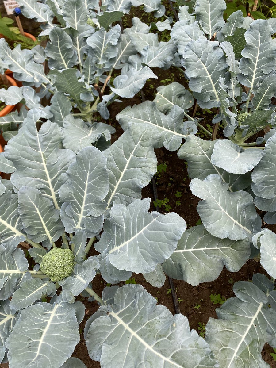 BelindaABATONI's tweet photo. It’s always satisfying to see crops developing well. 🥦 https://t.co/YZJpNupo3y