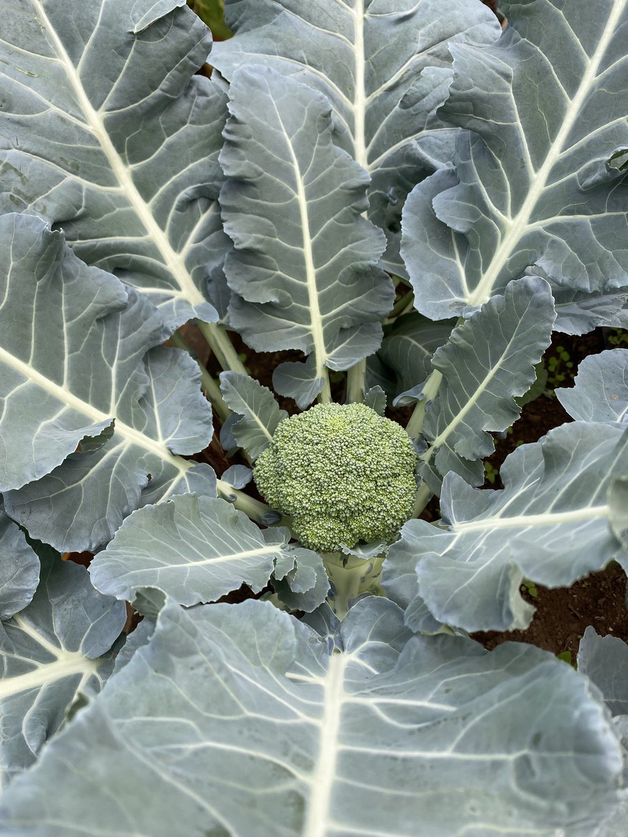 BelindaABATONI's tweet photo. It’s always satisfying to see crops developing well. 🥦 https://t.co/YZJpNupo3y