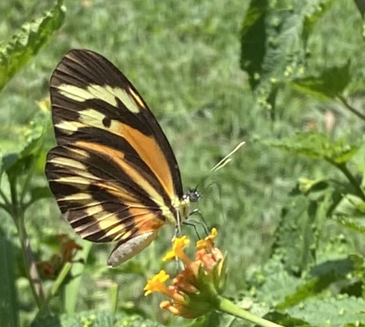MIZAUCV's tweet photo. “En tiempos de mariposas y polillas”
Diversidad temporal de mariposas en bioisla del MIZA comienza a aumentar. Acá una hembra de Perrhybris pamela (Stoll), Lepidoptera, Pieridae, libando néctar de flores de cariaquito, Lantana sp. Maracay, Aragua, Venezuela, 9/06/2026, 11:34am https://t.co/6J3qS7oUOq