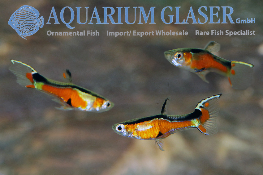 aquariumglaser's tweet photo. #Guppy #Endler #Super #Red #Yellow #Top
find more details and pics @ https://t.co/kgExUnvbBk https://t.co/KxiDXdTvMX