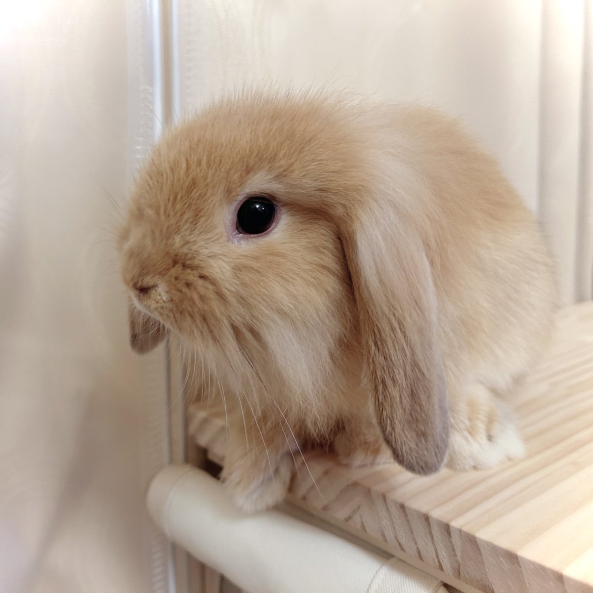 hana0x0rabbit's tweet photo. 赤ちゃんの時から前足がちっちゃくてかわいい https://t.co/eZYZLhT8Lq
