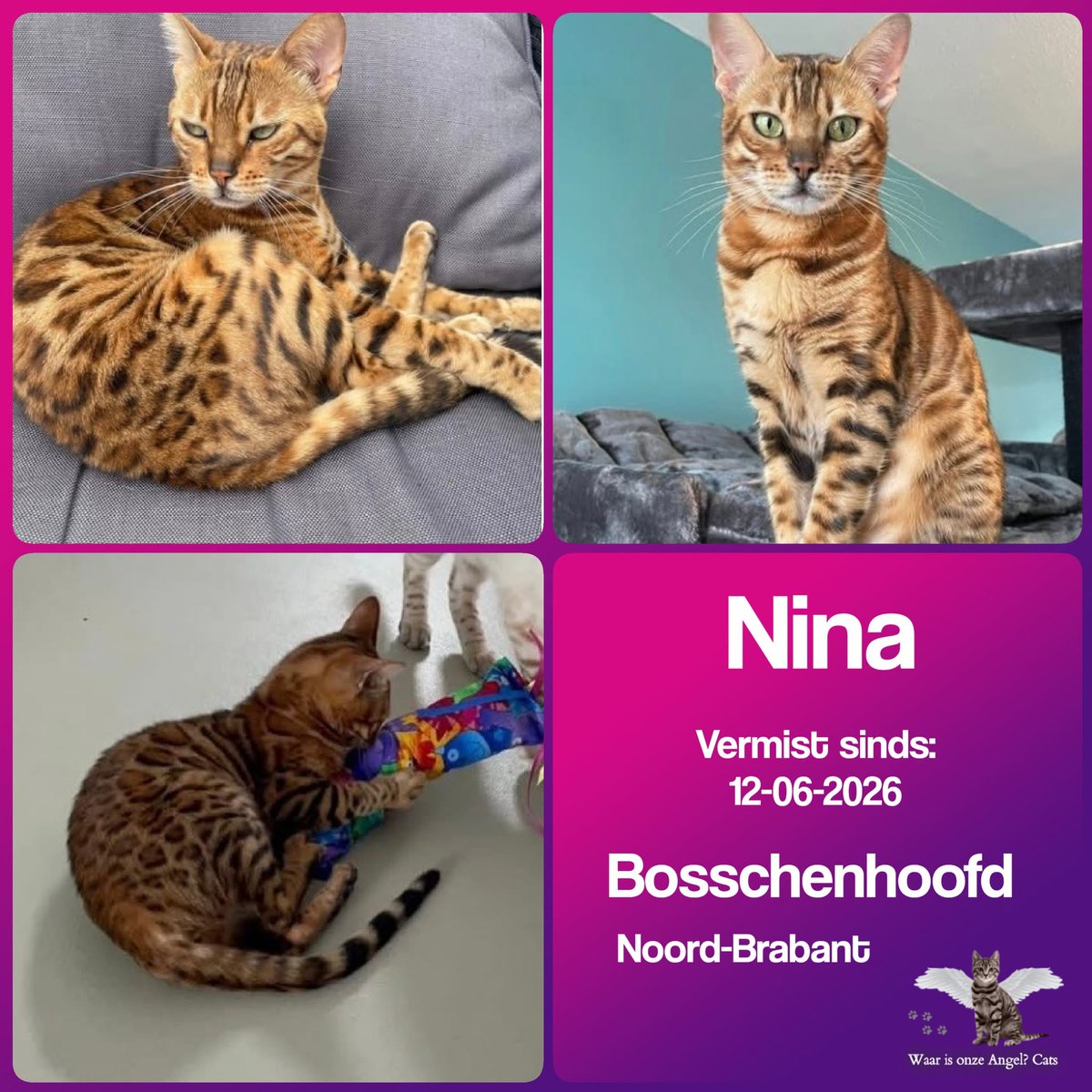 waarisonzeangel's tweet photo. Nina #Vermist sinds 12-06-2026 te #Bosschenhoofd #NoordBrabant 

https://t.co/jz6uFJu2kt https://t.co/ZHnIyuzRS6