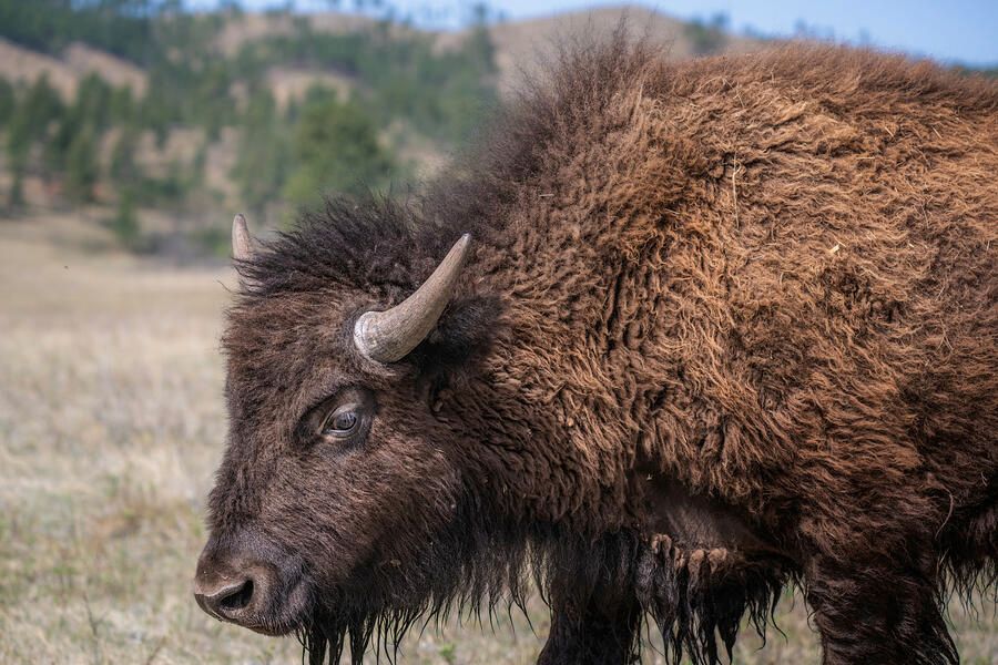 joancarroll's tweet photo. American Bison in Custer State Park SD! https://t.co/I8yrmQPwoI #bison #profile #wildlife #wildlifephotography #custerstatepark #southdakota #animals #nature #mammal #FAArtist #buyart #HomeDecor #wallart #artforsale #artstore #travel #travelphotography #wallartforsale #giftideas @joancarroll