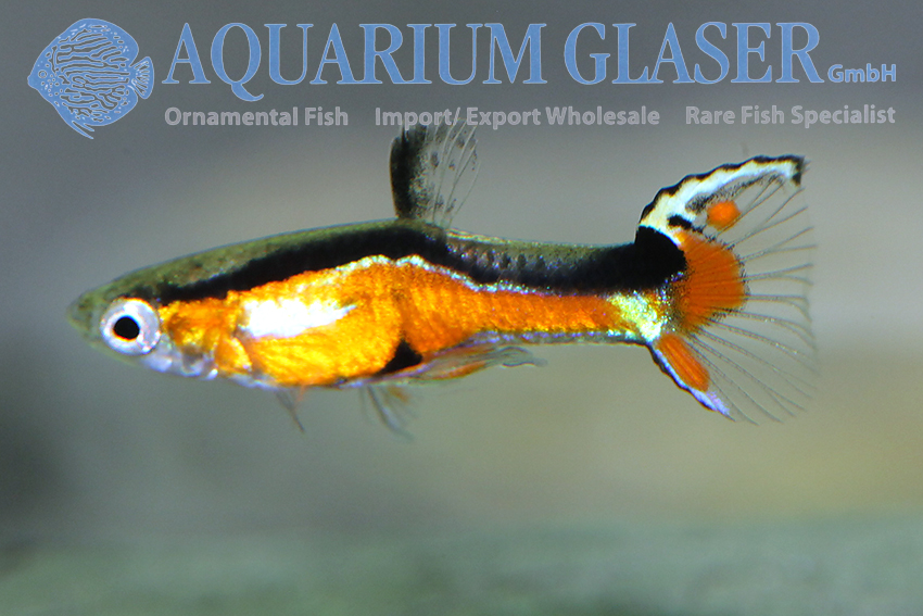 aquariumglaser's tweet photo. #Guppy #Endler #Super #Red #Yellow #Top
find more details and pics @ https://t.co/kgExUnvbBk https://t.co/KxiDXdTvMX