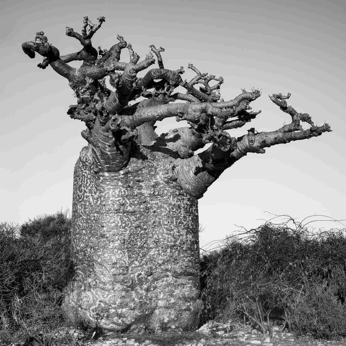 artepuntoes's tweet photo. Exposiciones
Saleta Rosón, 'Reniala, la madre del bosque' en el Espacio Argén, Madrid

Comisaria, Isabel Elorrieta
La exposición que reúne cerca de treinta imágenes donde los majestuosos baobabs africanos 
https://t.co/puvXHnY8yj https://t.co/fuewdGZlt6