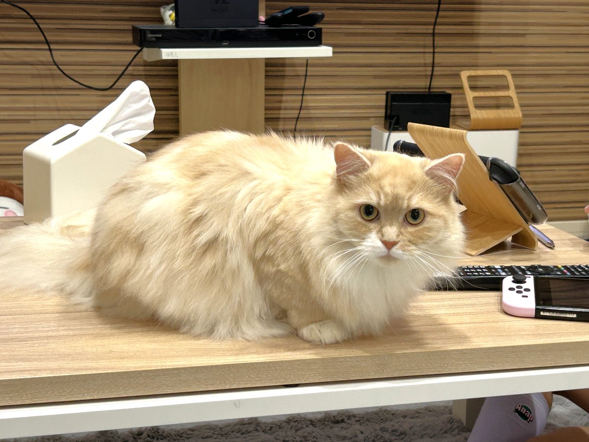 mugimaru1201's tweet photo. (むぎまる)宙返りの練習だにゃ🐱
(もっちー)ほう、なかなかキレイな曲線美だにゃ😼 https://t.co/r5xjjxxu27