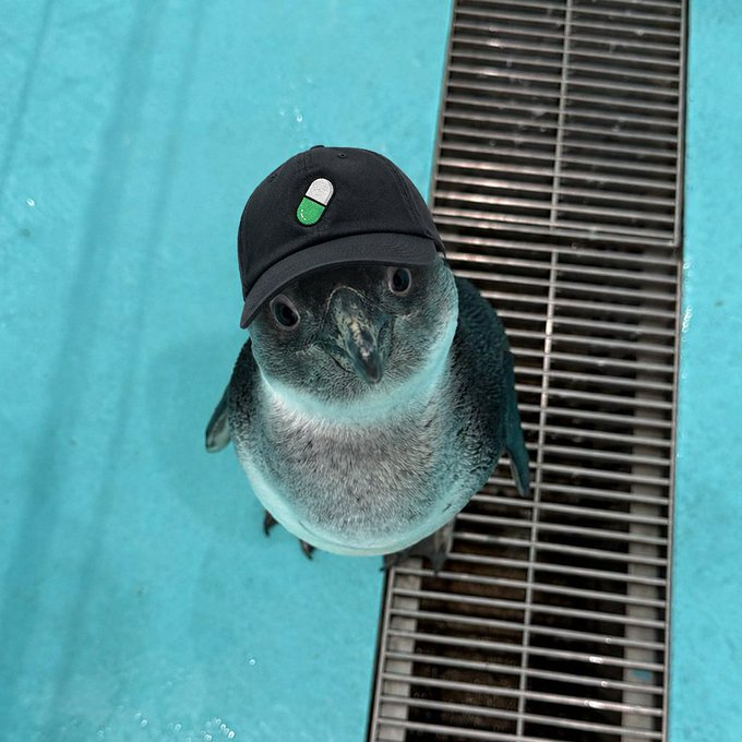 Bucky_trader's tweet photo. You should look for the next runner instead cute little memeable penguin.

$mutsuki https://t.co/PiolpjLFEY