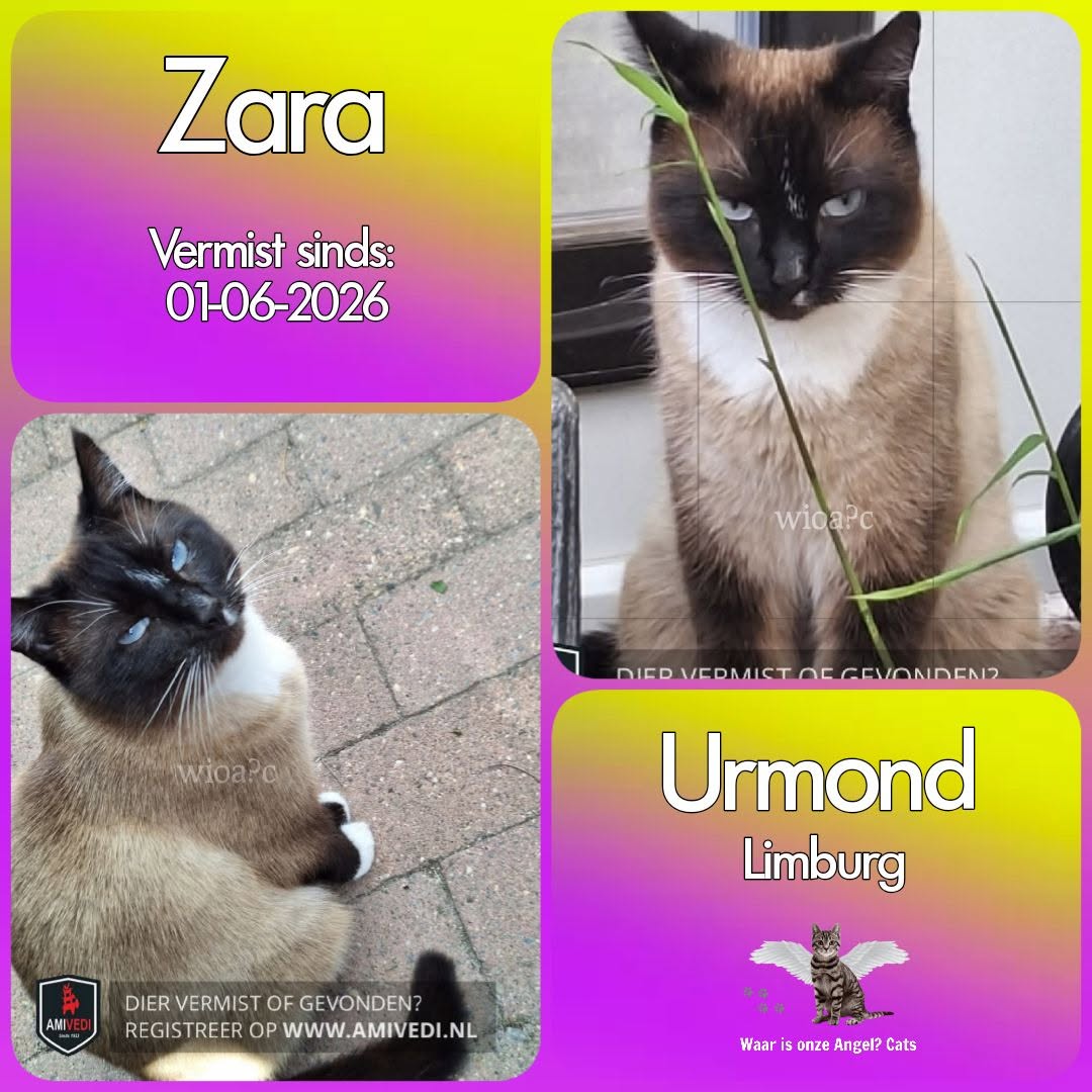waarisonzeangel's tweet photo. Zara #Vermist sinds 01-06-2026 te #Urmond #Limburg 

https://t.co/yTsRAiMtqW https://t.co/rWoerbjSr1