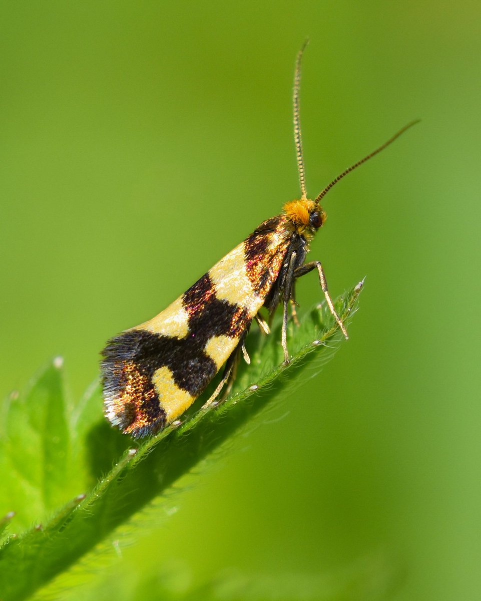 DrewCooper_Wild's tweet photo. Lampronia rupella photographed in the French Pyrenees.
A very pretty species but sadly absent from the UK. #TeamMoth #MicroMoths https://t.co/H7xmrkNvQL