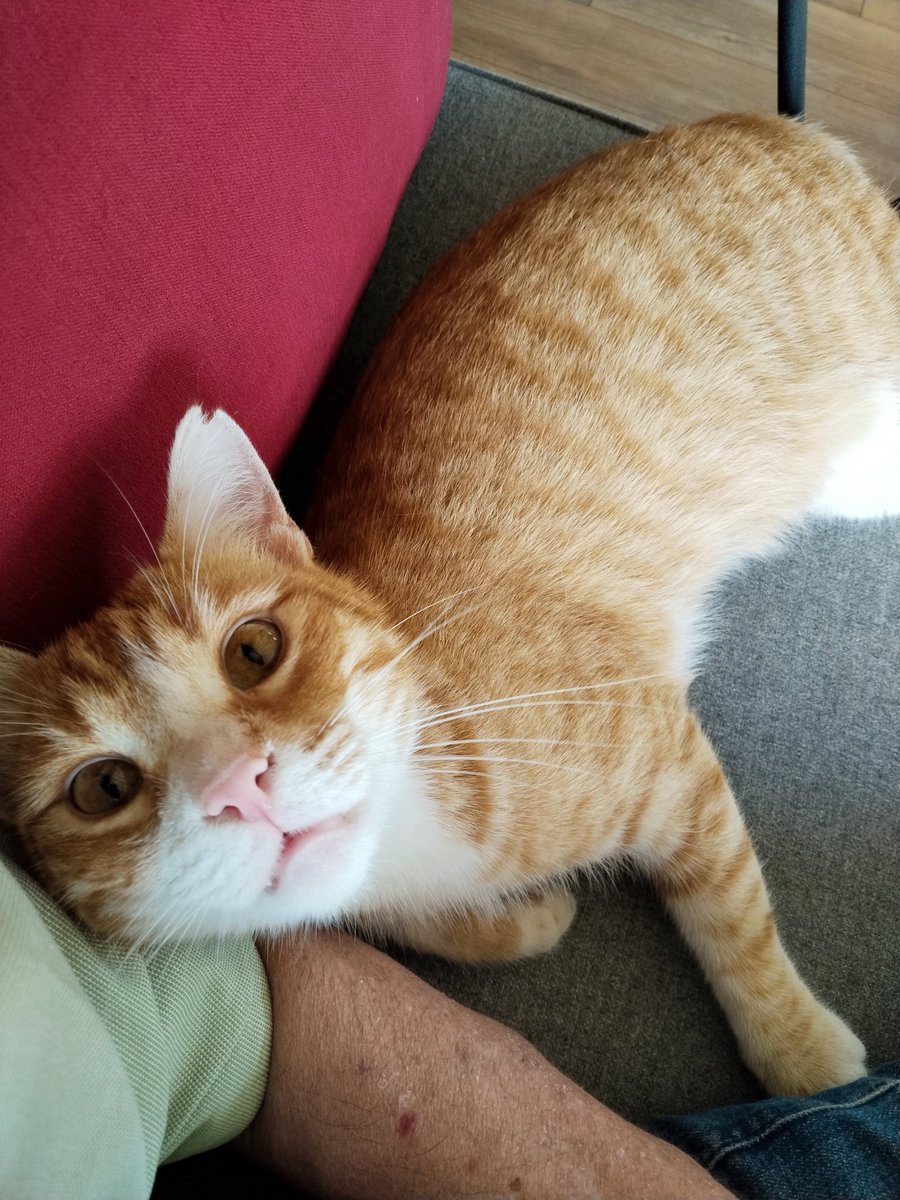 KurtaranA's tweet photo. Peynir güzeldi ama yine de kıpırdamadan otur keyfimi kaçırma 🙂🐱🐾 https://t.co/e1bHARmste