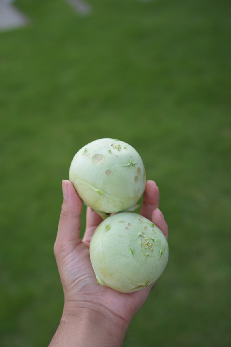 matomobotanical's tweet photo. コールラビ(緑)を2株収穫しました。
3枚目の状態で直径7.5cm、1つ200g超え！
薄くスライスしてツナと大葉(実生)と和えて美味しくいただきました。
秋蒔きもできるみたいなのでリピートしよう。 https://t.co/MNHTA8Tp9B