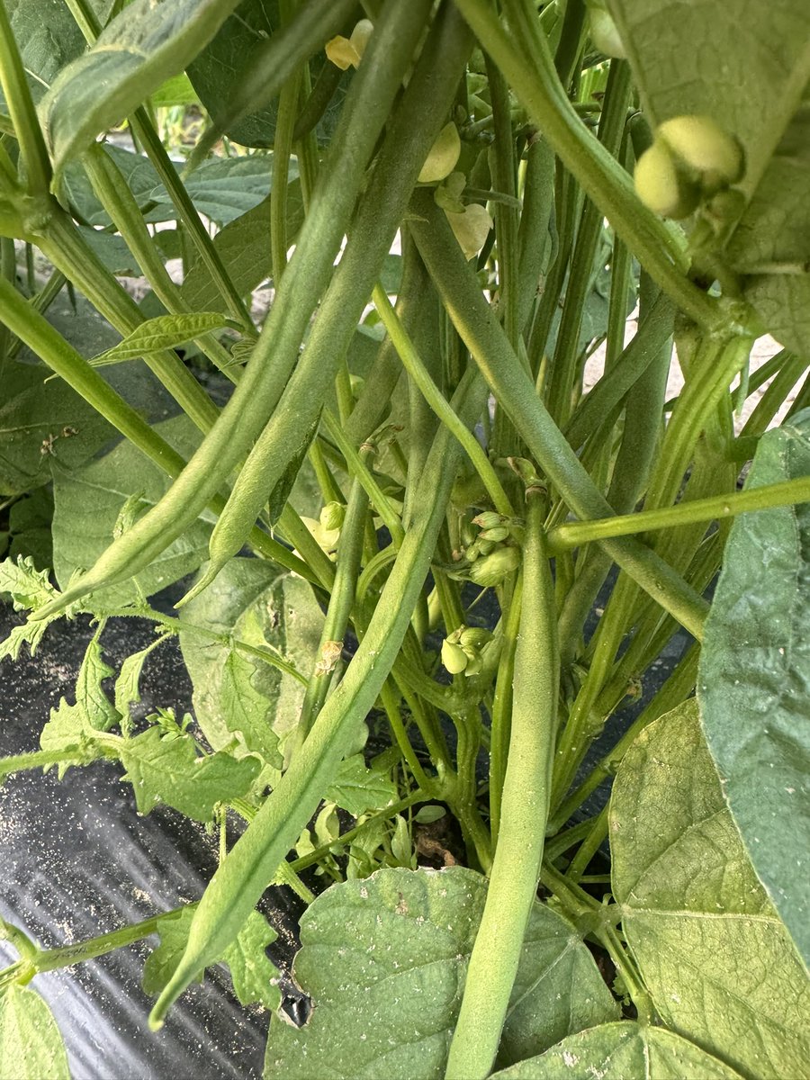 hidakafarm's tweet photo. インゲンが来週くらいから収穫出来そうです。
「サクサク王子ネオ」。
名前のクセが強い。
でも最強は「さつきみどり2号」だと思ってます(笑) https://t.co/iqXcLn3t5V