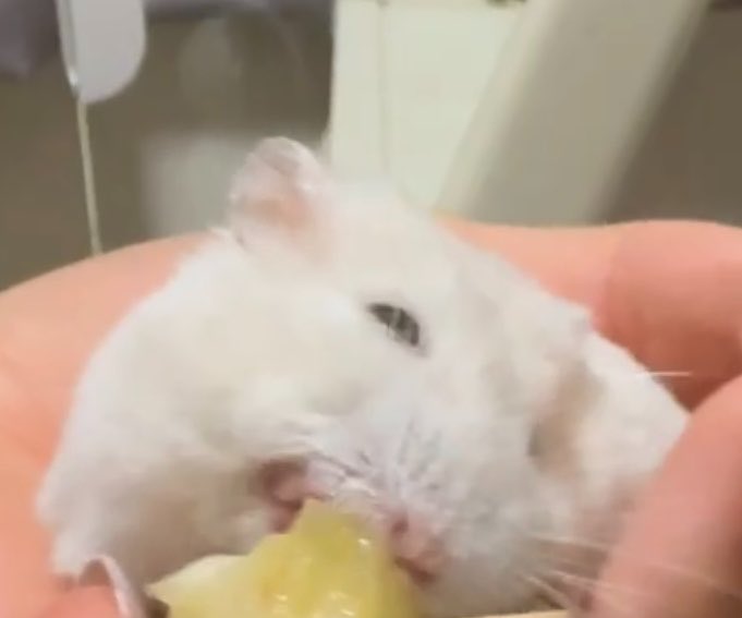 pigpickincake's tweet photo. ぱ、パーちゃん、、ぶちゃ、、 https://t.co/TOmqcanLfh