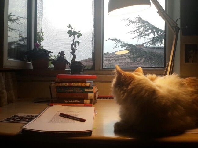 Juniper ‧˚꒰🐾୭ ˚. tweet media