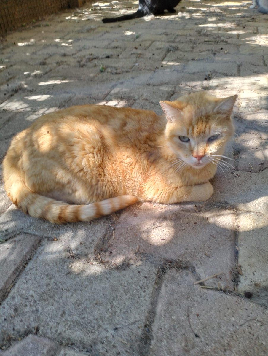 VirginiaHelpCat's tweet photo. Buongiorno mondo gatto!! 🌍🐱 Eccolo qui l'amore mio!! 💗🥰 Musetto tornato quello di un tempo!!

Gastone bello 😍😺🐈🩵 

https://t.co/ipi4o5Vlnr

#Gastone #cat #surgery #support #savecat #catrescue #gofundme https://t.co/KbCRc4aU05