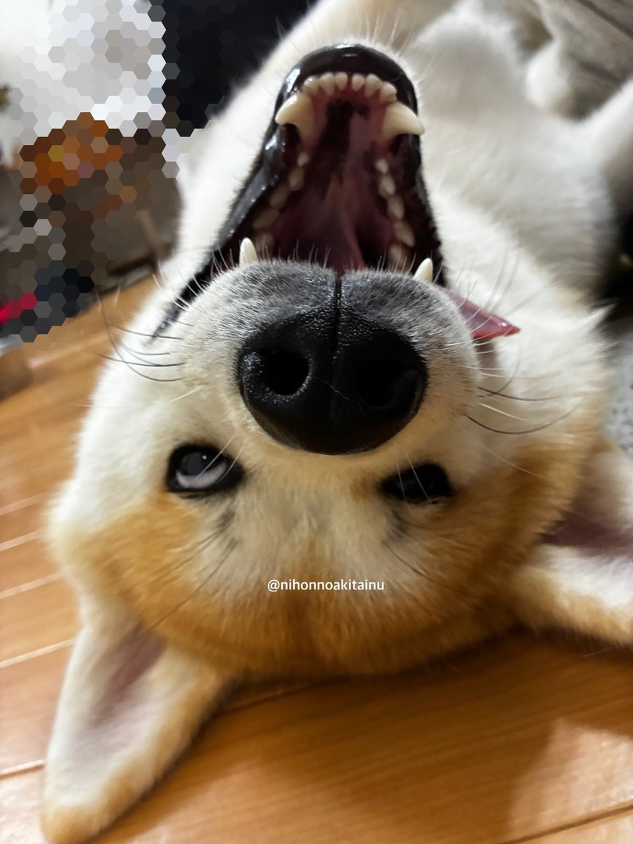 nihonnoakitainu's tweet photo. 秋田犬にもお調子者がいる https://t.co/l4zuvb0BZZ