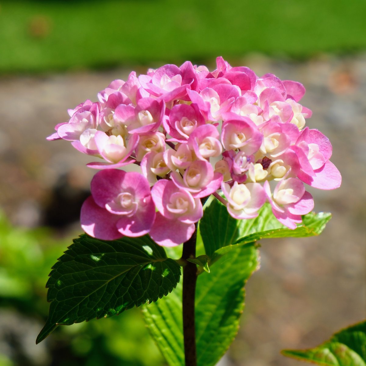 MKen2325's tweet photo. 紫陽花寺 光照寺
色々なあじさいが綺麗に咲いています😊

#紫陽花 
#あじさい 
#光照寺 
#新潟県 
#三条市 https://t.co/7PzvadspXn