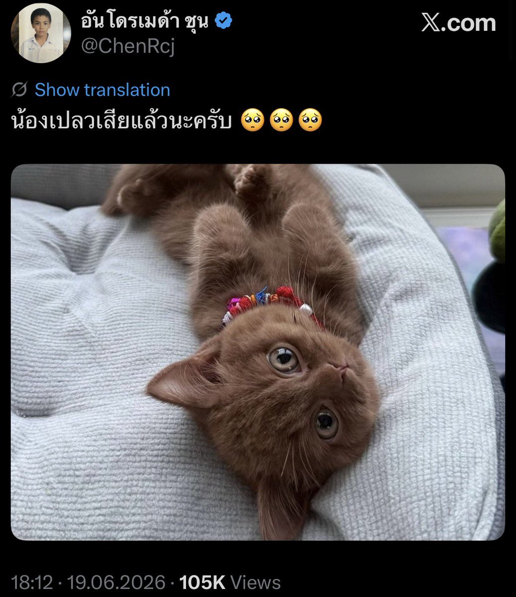 callmebamnie's tweet photo. i really want to hug Aydin whole family ~ they just welcomed nong Plew home and now they have to send nong back to the cat planet https://t.co/cpZNLqfb06