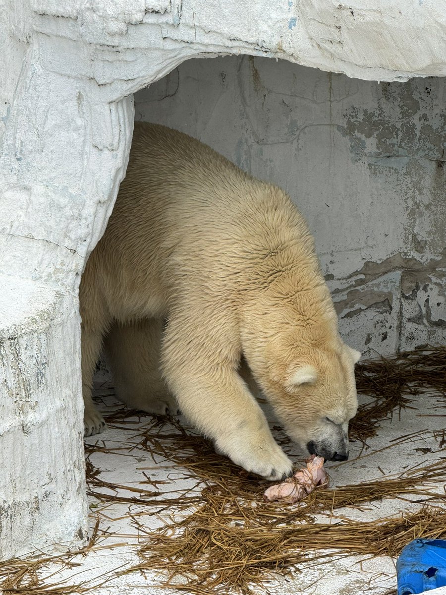 2010Cyobi's tweet photo. グタグタどうしよう〜と悩んでいたので
#天王寺動物園 着いたのがお昼1時半過ぎで年パス更新して
#ホッキョクグマ展示場 に着いたのが2時頃🥵
#ホウちゃん の前は凄い人
ちっこいちこなのでホウちゃんを撮るのに必死につま先立ちして何してるか解らず撮れてた動画は丸鳥食べてる姿🐻‍❄️ https://t.co/JWvKhJjVIq