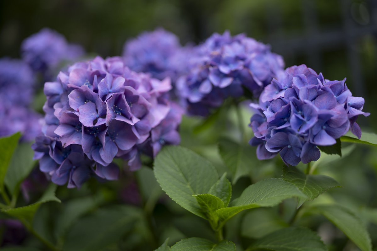 GADGET_SIZE's tweet photo. SL3-S＋SIGMA 35mm F1.2 DG DN Art019

ISO100  F1.2  35mm  SS1/640  -0.3EV
GSTW637
※Lrで調整済
#SL3S #Leica #CAI #C2PA #コンテンツクレデンシャル #飛鳥の小径 #紫陽花 https://t.co/Ce2bOspqEF