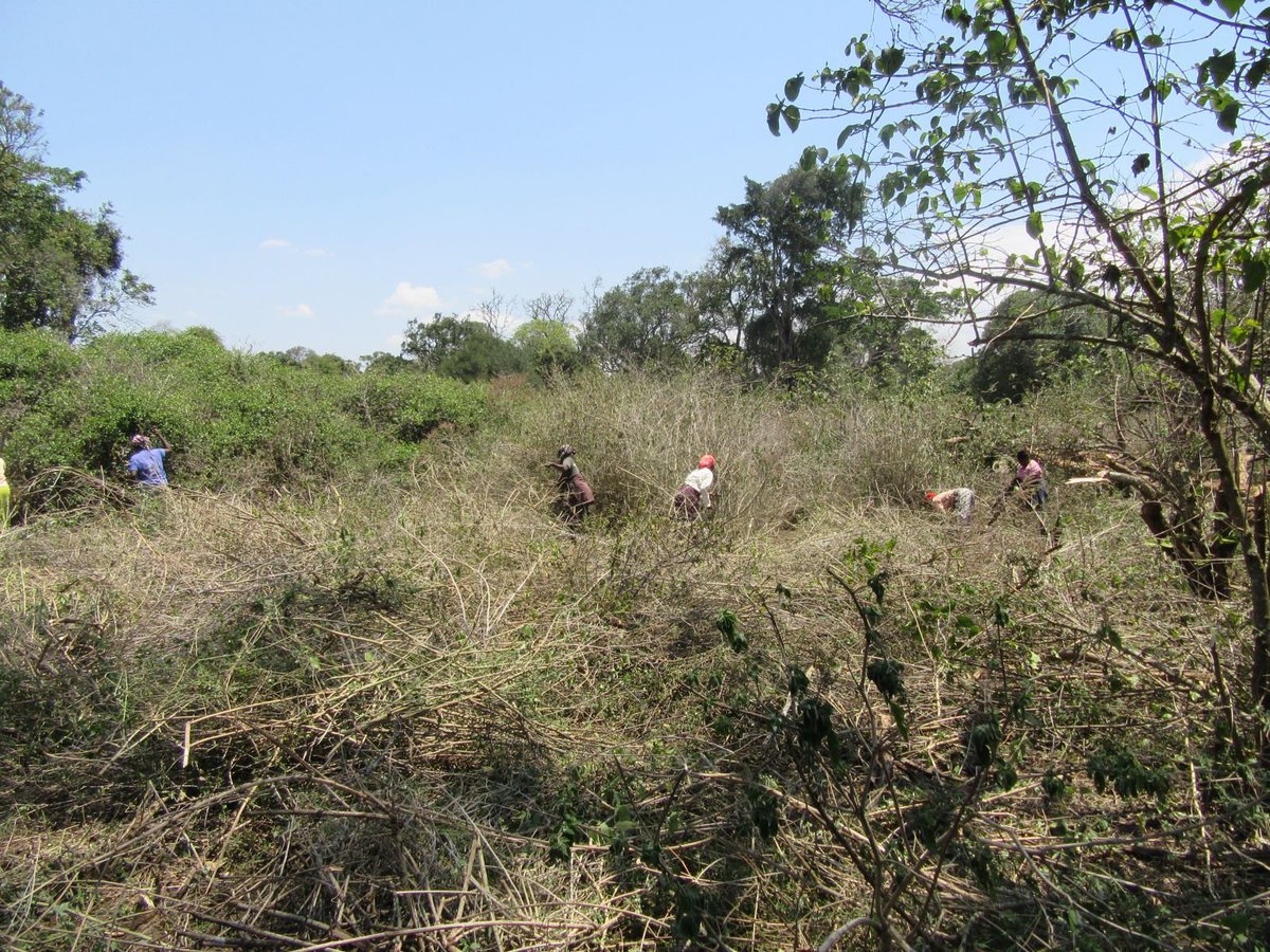 RhinoArk's tweet photo. 🚨 PUBLIC UPDATE
11 June 2026: Upper Imenti Forest Reserve intact.
5 days later: a cleared airstrip in the forest.
This was a restored site, community biodiversity recovery erased.
Rhino Ark calls for halt pending ESIA, public participation & @NemaKenya.
#HandsOffOurForests https://t.co/uShOrJfeQa