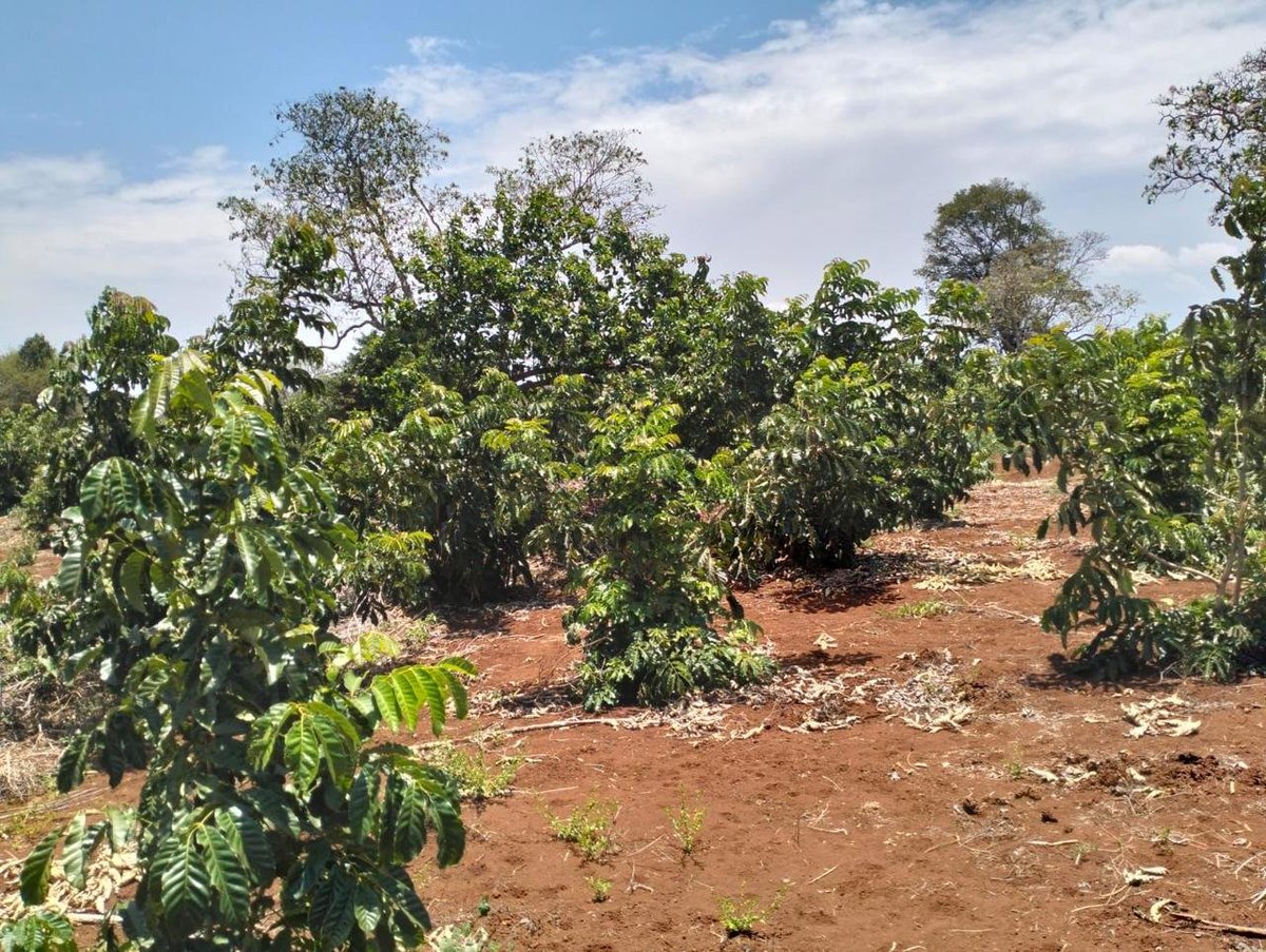 RhinoArk's tweet photo. 🚨 PUBLIC UPDATE
11 June 2026: Upper Imenti Forest Reserve intact.
5 days later: a cleared airstrip in the forest.
This was a restored site, community biodiversity recovery erased.
Rhino Ark calls for halt pending ESIA, public participation & @NemaKenya.
#HandsOffOurForests https://t.co/uShOrJfeQa