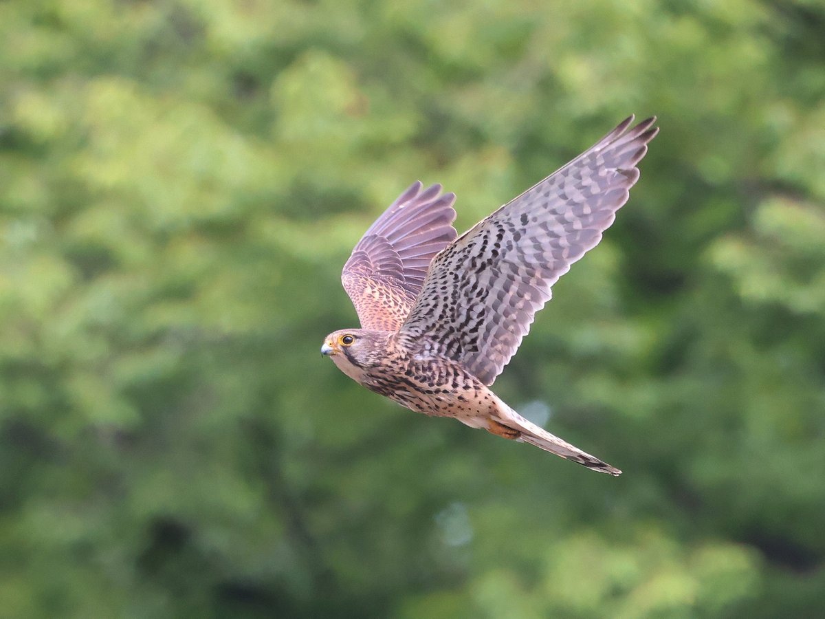kgtmd7878's tweet photo. チョウゲンボウのメス　上昇しながら旋回してました！　子育てもいよいよ終盤みた～い！　お疲れ様だったね！ https://t.co/bPd3j9u39k
