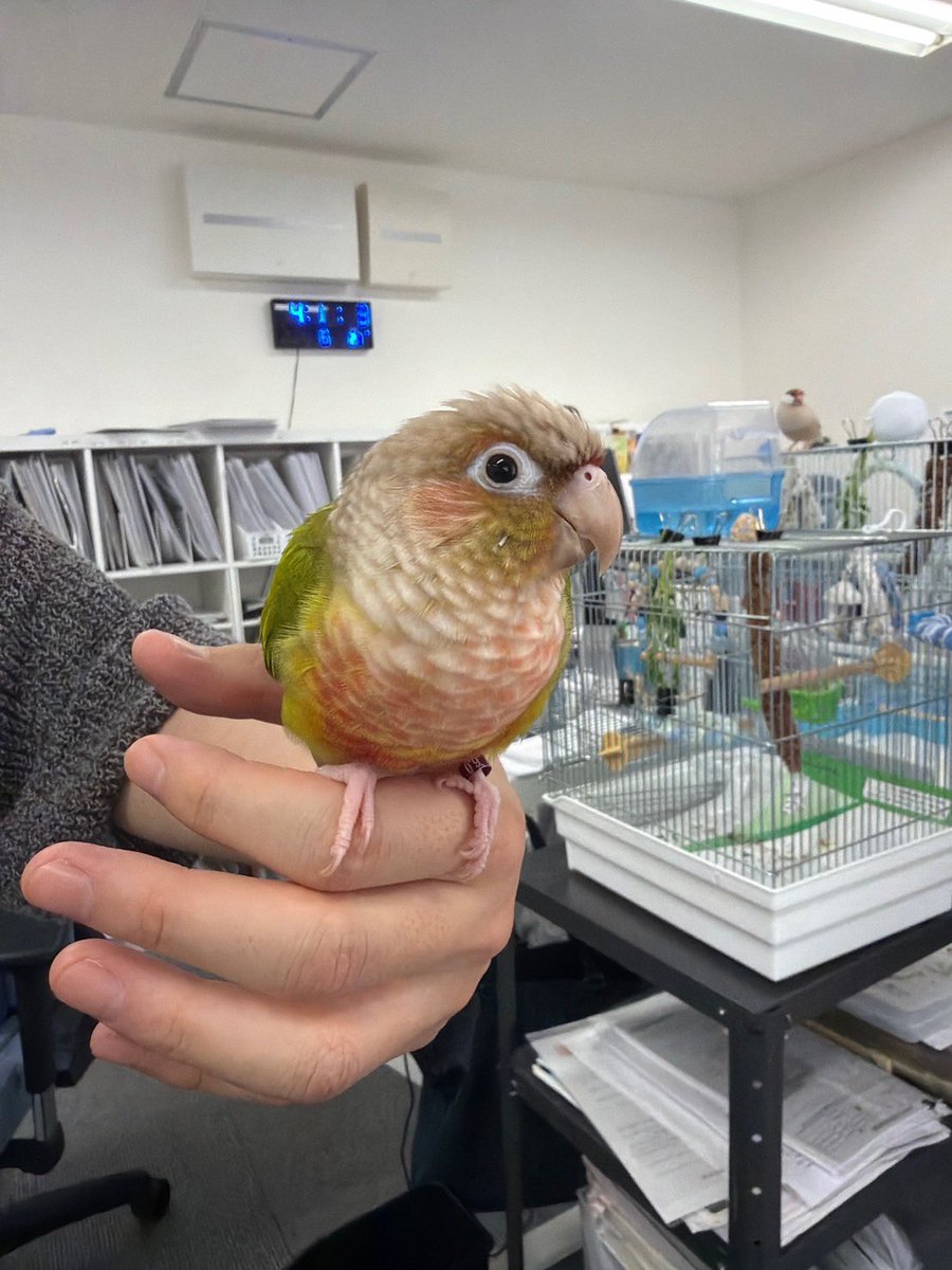 houchan0621's tweet photo. 鳥のいるオフィス

#インコ #ウロコインコ
#文鳥 https://t.co/8sJ4RRPqMi