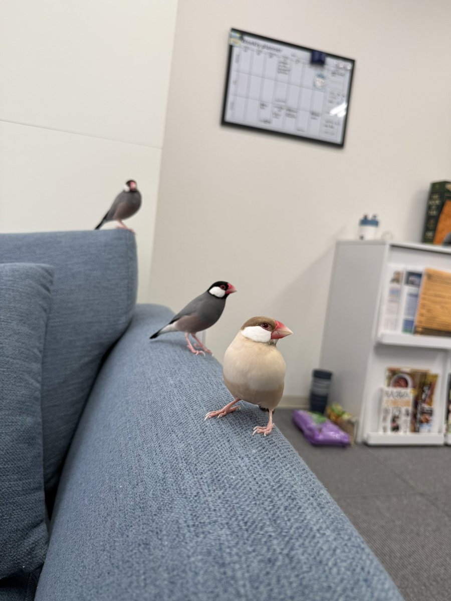 houchan0621's tweet photo. 鳥のいるオフィス

#インコ #ウロコインコ
#文鳥 https://t.co/8sJ4RRPqMi