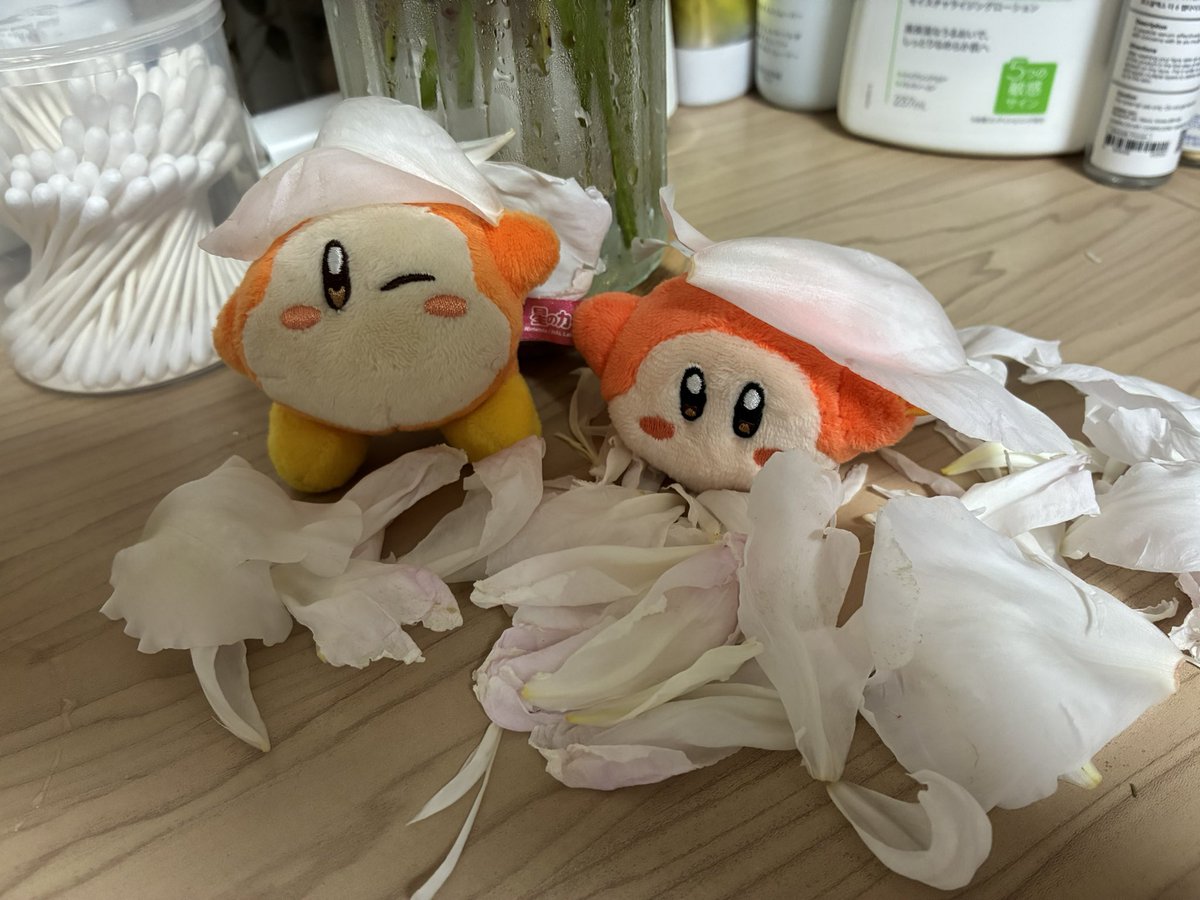 ruu_waanyaaaaa's tweet photo. シャクヤクさんが一気に散り哀しみわどち(｡•́ωก̀｡)

花びらに埋れてきゃっきゃしてるワドちゃんが天使過ぎて癒やされる https://t.co/ZulGnveQlx