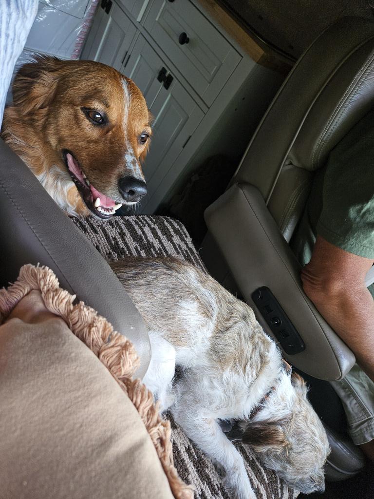 aparker70's tweet photo. @_wintergirl93 Road trippin' https://t.co/sbnaEv8OGA