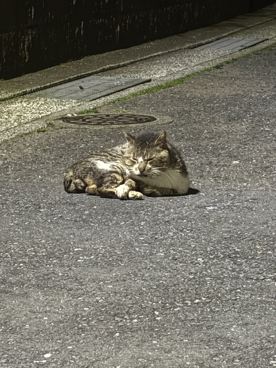 hl2v1000's tweet photo. いつものねこちゃん https://t.co/aCE4sjNggk