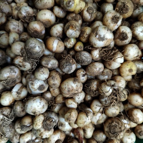BeejwalaIndia's tweet photo. Buy Ornithogalum Chincherinchee Any Color Flower Bulbs Pack
https://t.co/gMZdZOgsyf

🎁 SPECIAL OFFER: Up to 90% off  
👉 https://t.co/qkdEnDEzlA
📦 Dispatch in 1 - 2 Days
#beejwala #Ornithogalum #Chincherinchee #WinterFlower #FlowerBulbs #garden #gardening https://t.co/Shz9t9beFA