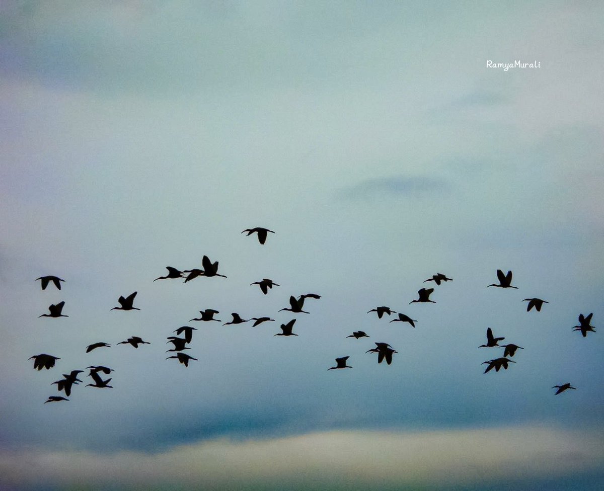 drramyamurali's tweet photo. Happy “Flyday” Friday 🕊️ https://t.co/A3831mCS7n