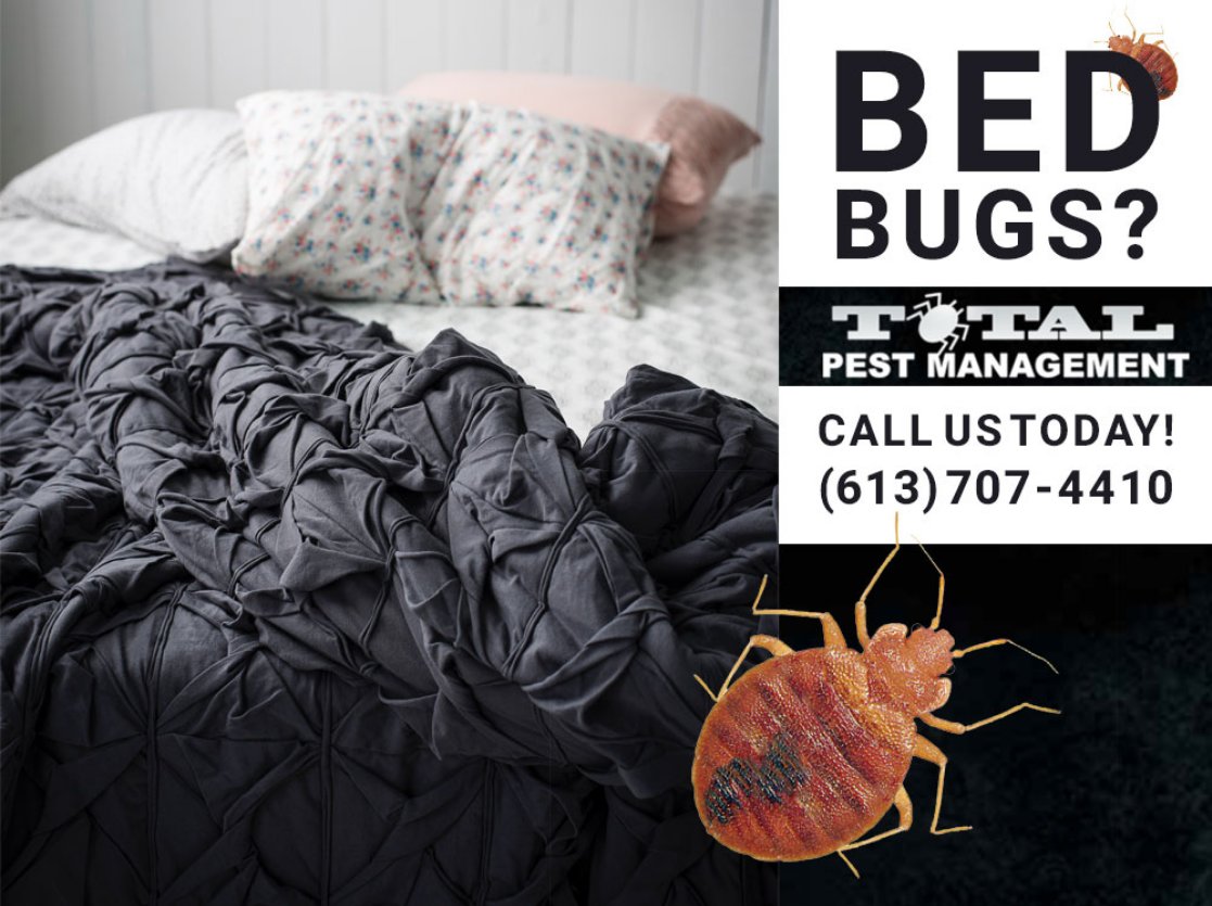 TotalPestManage's tweet photo. Did you know that bed bugs can live for months without eating? Having trouble with bed bugs? We're here to help. Contact us today. https://t.co/gNvQED8x3E 

#Pests #PestManagement #BedBugs #KingstonOntario #BellevilleOntario #CobourgOntario #GananoqueOntario #BayofQuinte https://t.co/J142C9sijk