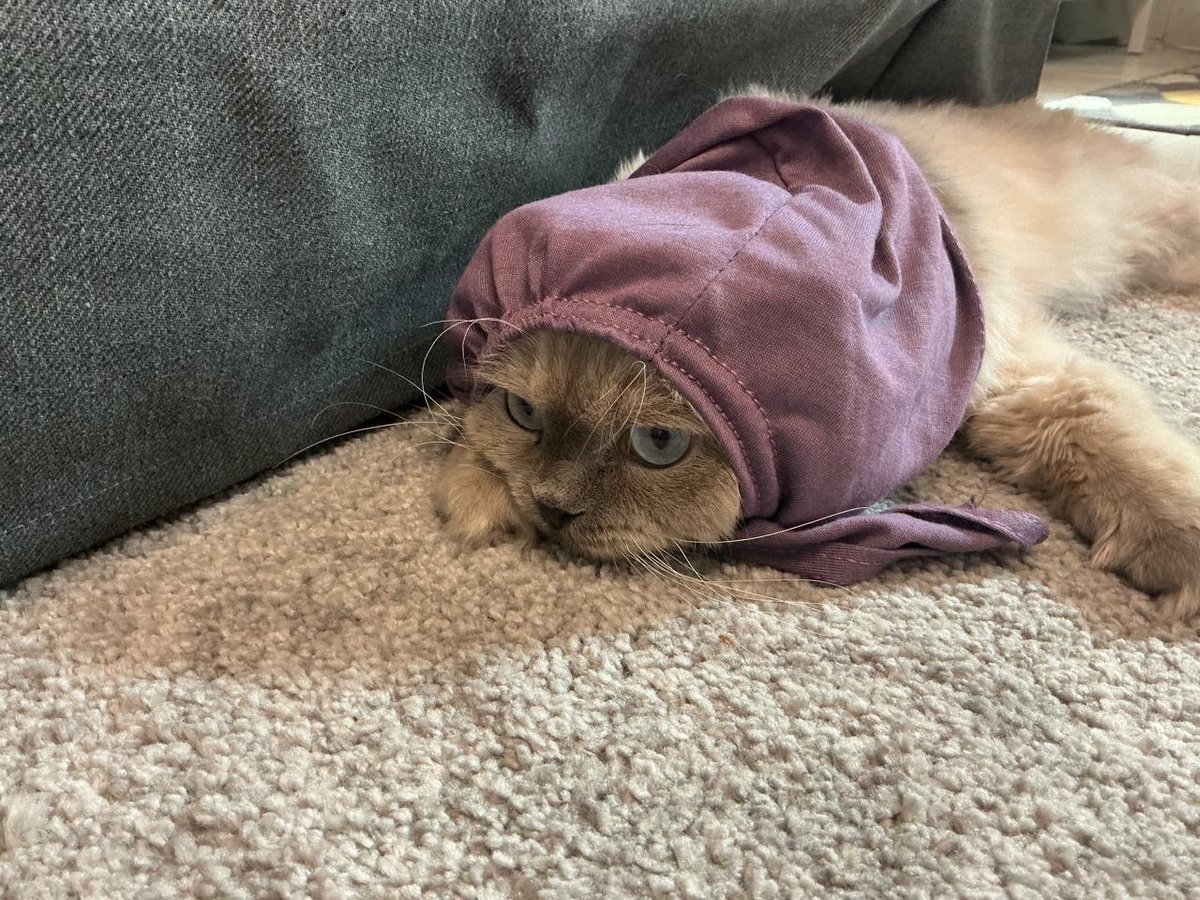 butterbooter's tweet photo. update on this little guy 

he is so loved by his new family &amp; being raised by two teen girls who tell me he is the center of the house 

save a cat whenever you can https://t.co/EQEZocy6pH