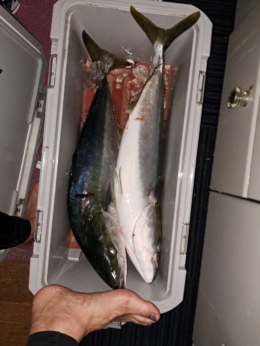 s47396112's tweet photo. キジハタ釣りに行ったんでこれキジハタですw5キロのキジハタですw
コイツらよりも強烈な糸出しっぱなしで外れたモンスターキジハタもいましたw https://t.co/Jz0Phs25vj